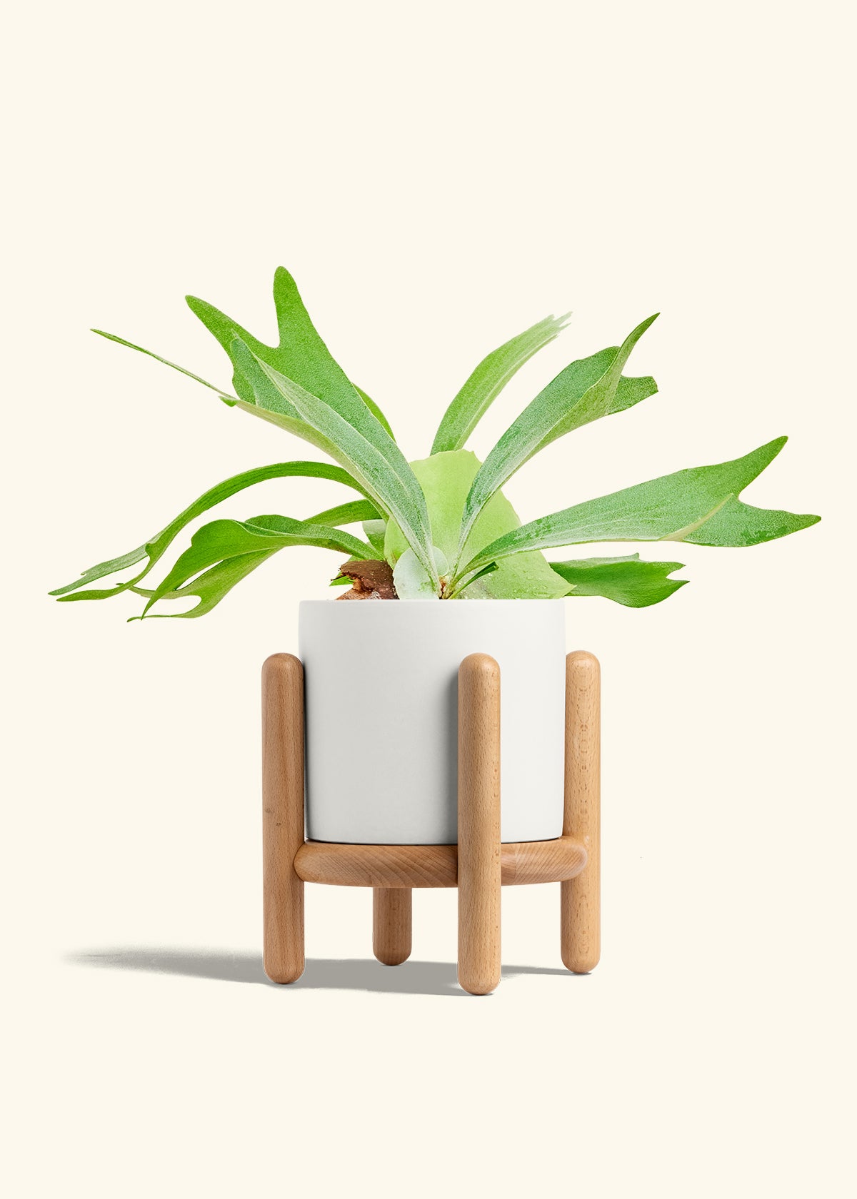 Staghorn Fern in a 6 inches White Classic Cylinder Planter in a Beech Wood Stand