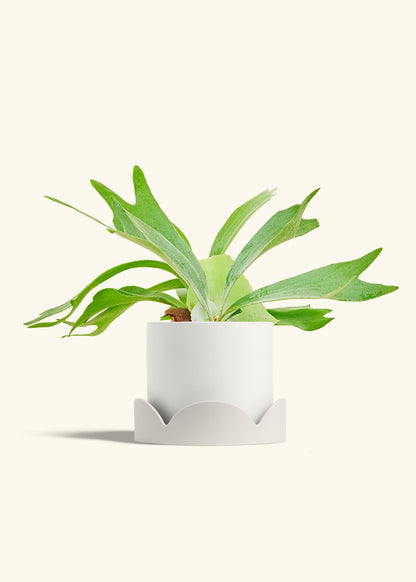 Staghorn Fern in a 6 inches White Classic Cylinder Planter in a Oat Petal Drip Tray