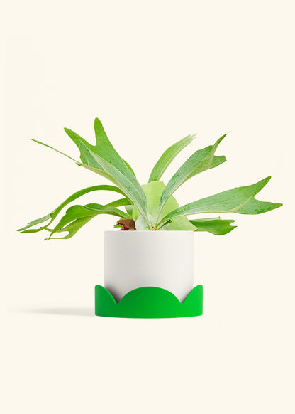 Staghorn Fern in a 6 inches White Classic Cylinder Planter in a Shamrock Petal Drip Tray