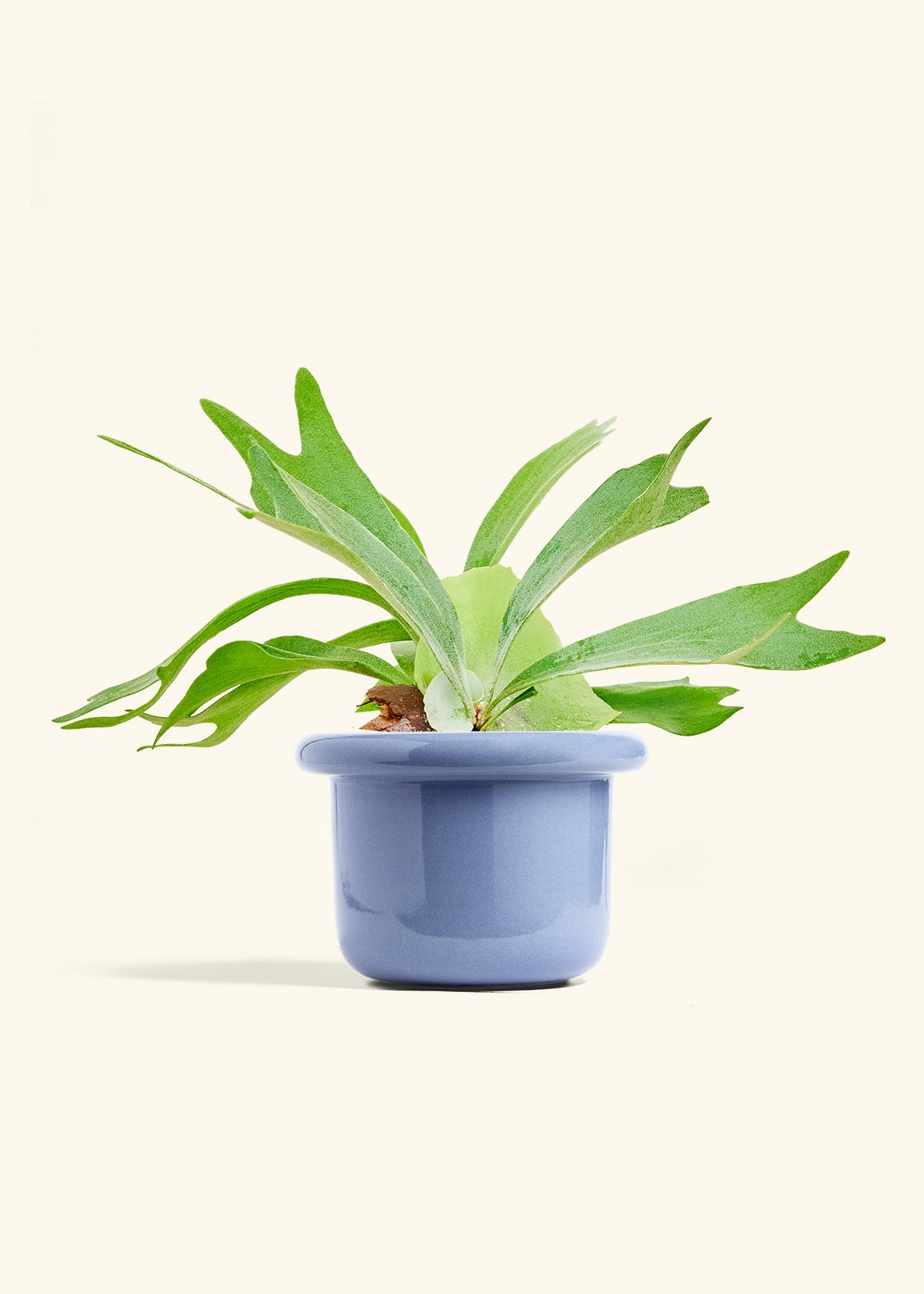 Staghorn Fern in a 6 inches Fat Lip Blue Planter 