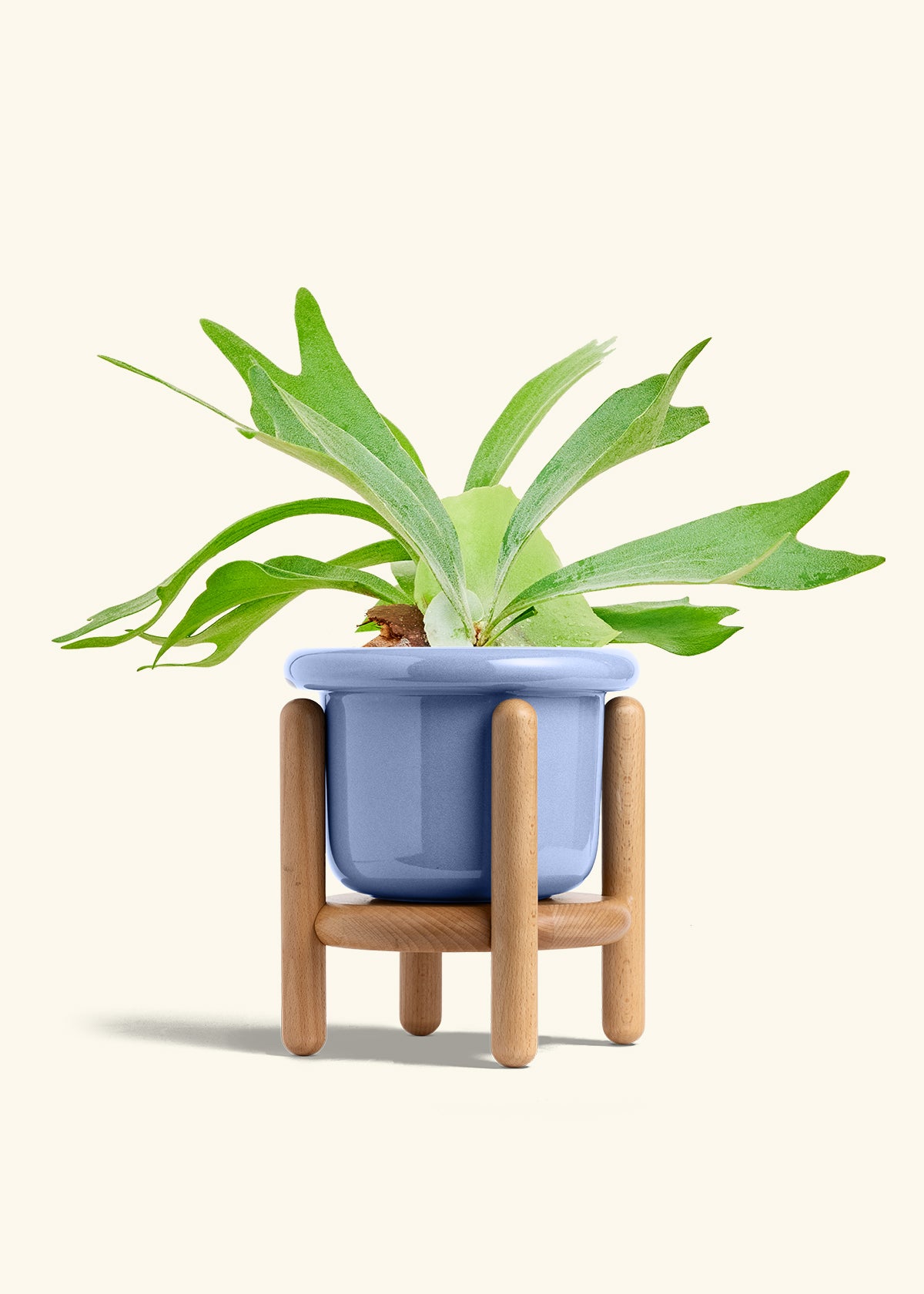 Staghorn Fern in a 6 inches Fat Lip Blue Planter in a Beech Wood Stand