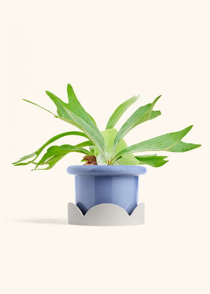 Staghorn Fern in a 6 inches Fat Lip Blue Planter in a Oat Petal Drip Tray