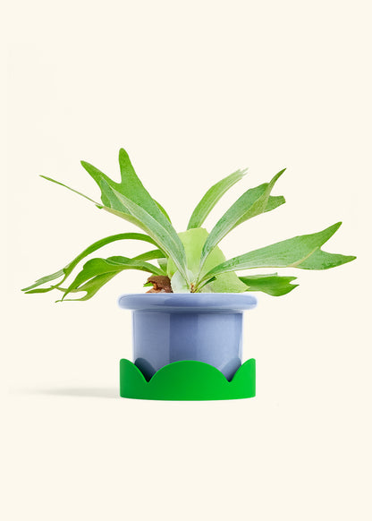 Staghorn Fern in a 6 inches Fat Lip Blue Planter in a Shamrock Petal Drip Tray