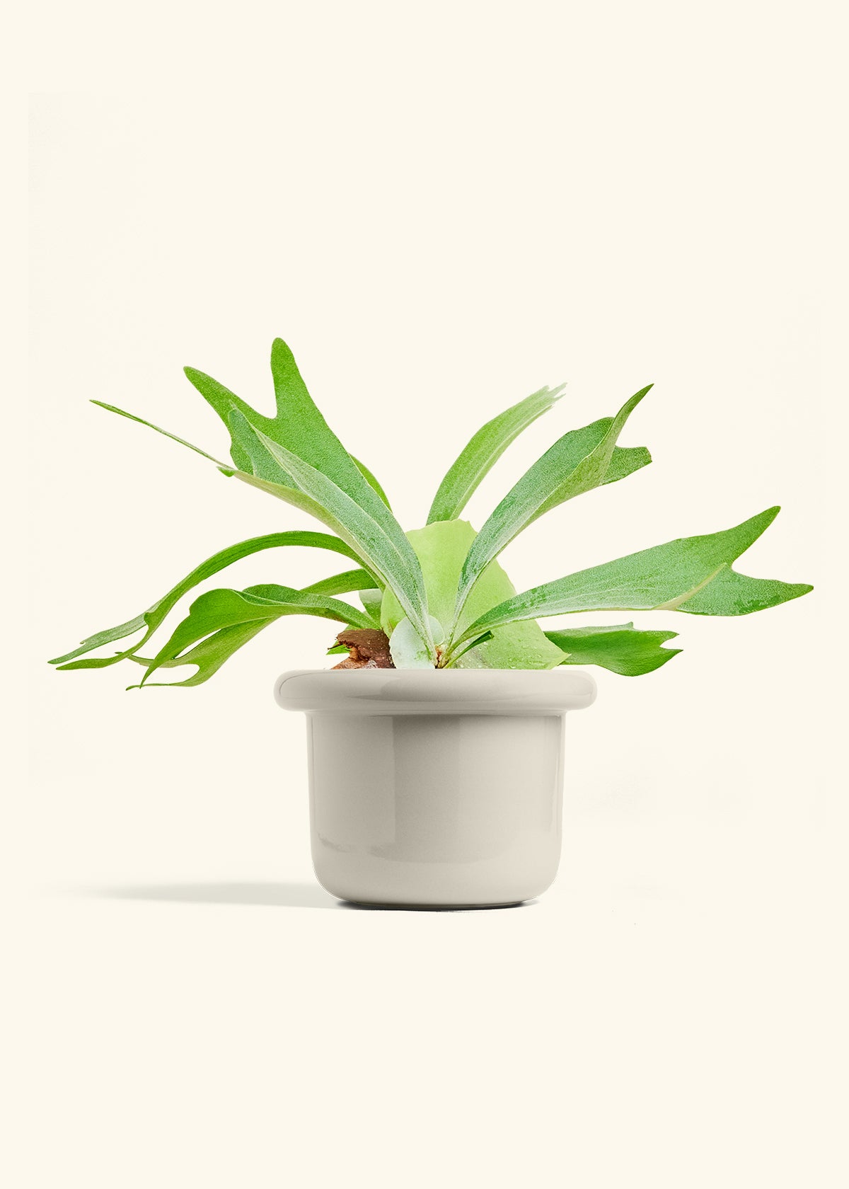 Staghorn Fern in a 6 inches Fat Lip Oat Planter 