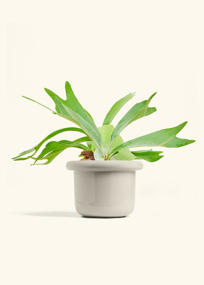 Staghorn Fern in a 6 inches Fat Lip Oat Planter 