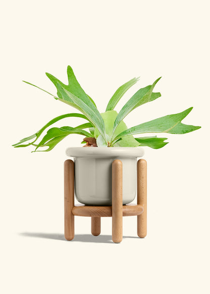 Staghorn Fern in a 6 inches Fat Lip Oat Planter in a Beech Wood Stand