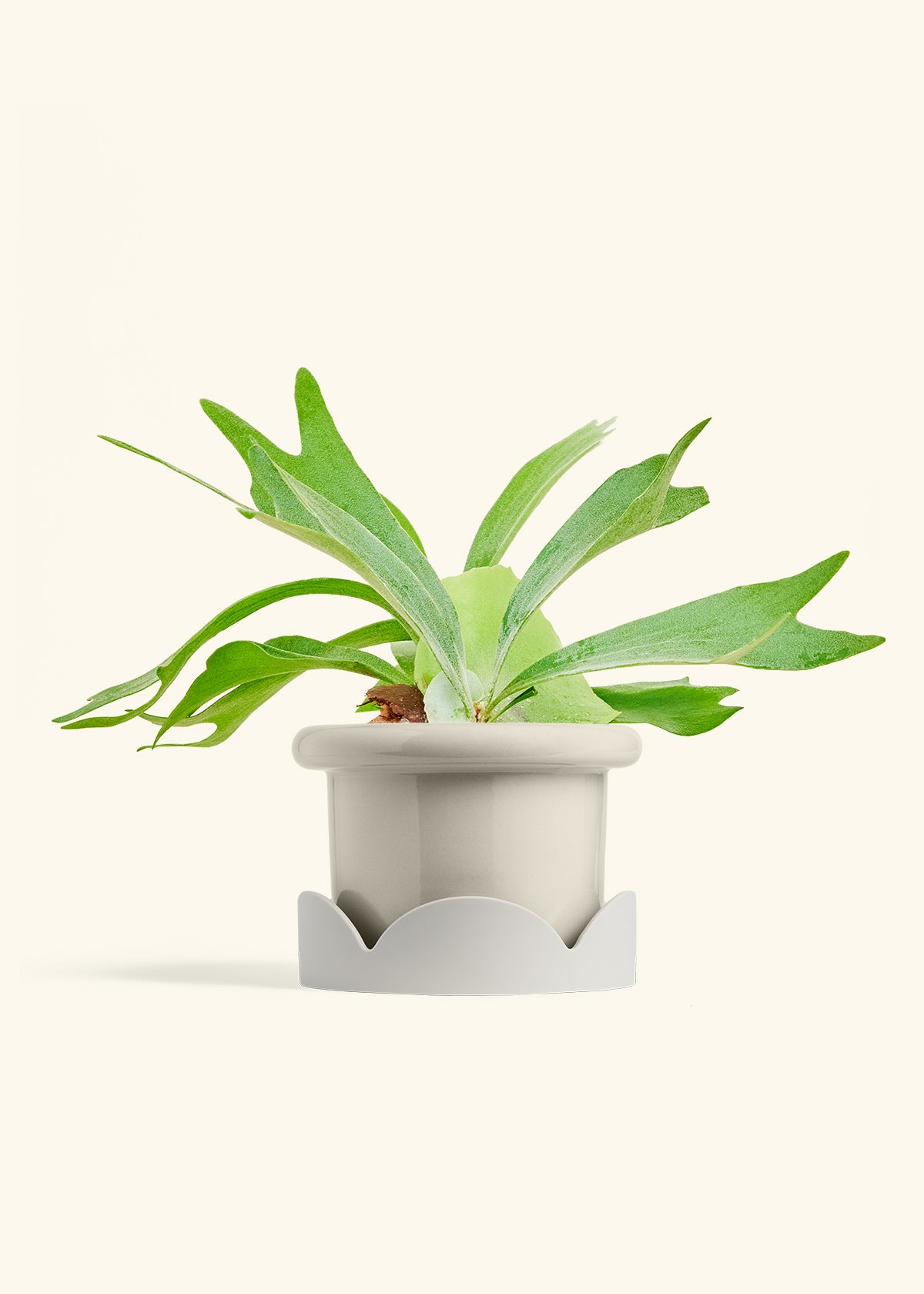 Staghorn Fern in a 6 inches Fat Lip Oat Planter in a Oat Petal Drip Tray