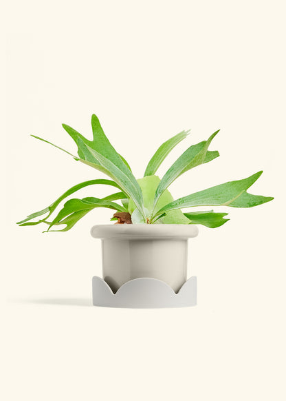 Staghorn Fern in a 6 inches Fat Lip Oat Planter in a Oat Petal Drip Tray