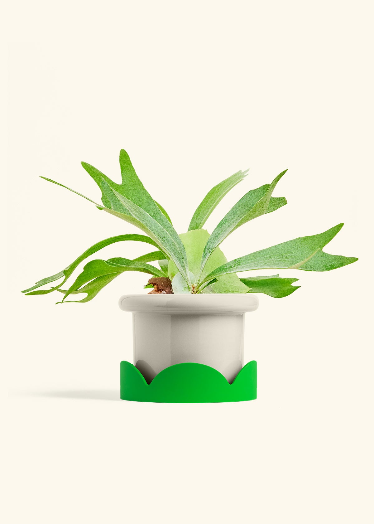 Staghorn Fern in a 6 inches Fat Lip Oat Planter in a Shamrock Petal Drip Tray