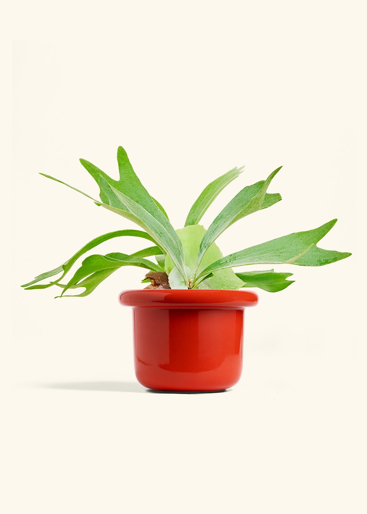 Staghorn Fern in a 6 inches Fat Lip Red Planter 