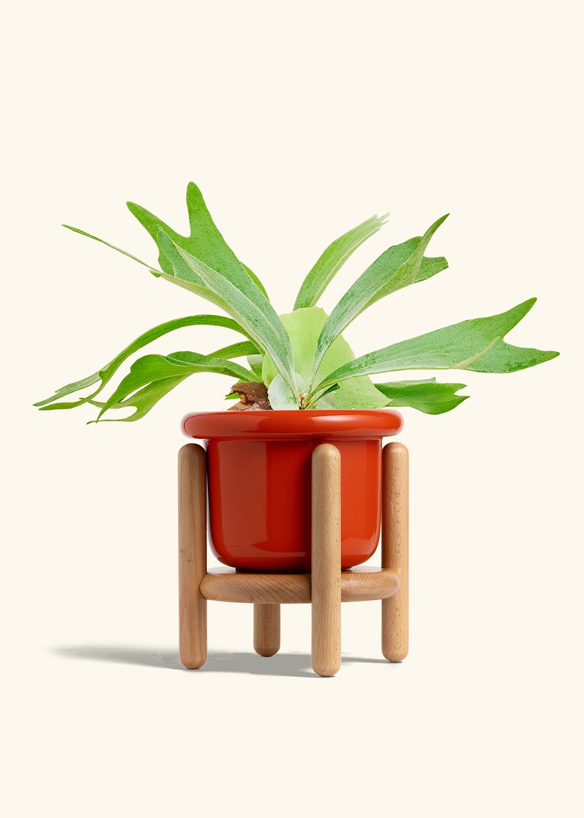 Staghorn Fern in a 6 inches Fat Lip Red Planter in a Beech Wood Stand