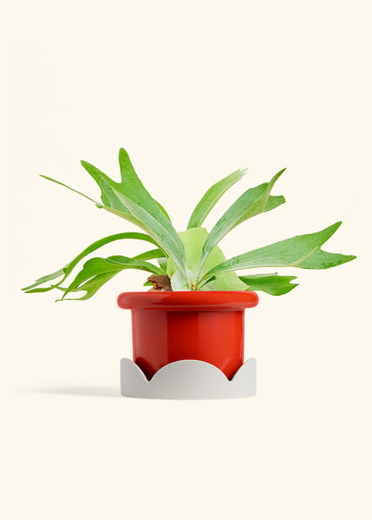 Staghorn Fern in a 6 inches Fat Lip Red Planter in a Oat Petal Drip Tray
