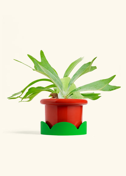 Staghorn Fern in a 6 inches Fat Lip Red Planter in a Shamrock Petal Drip Tray