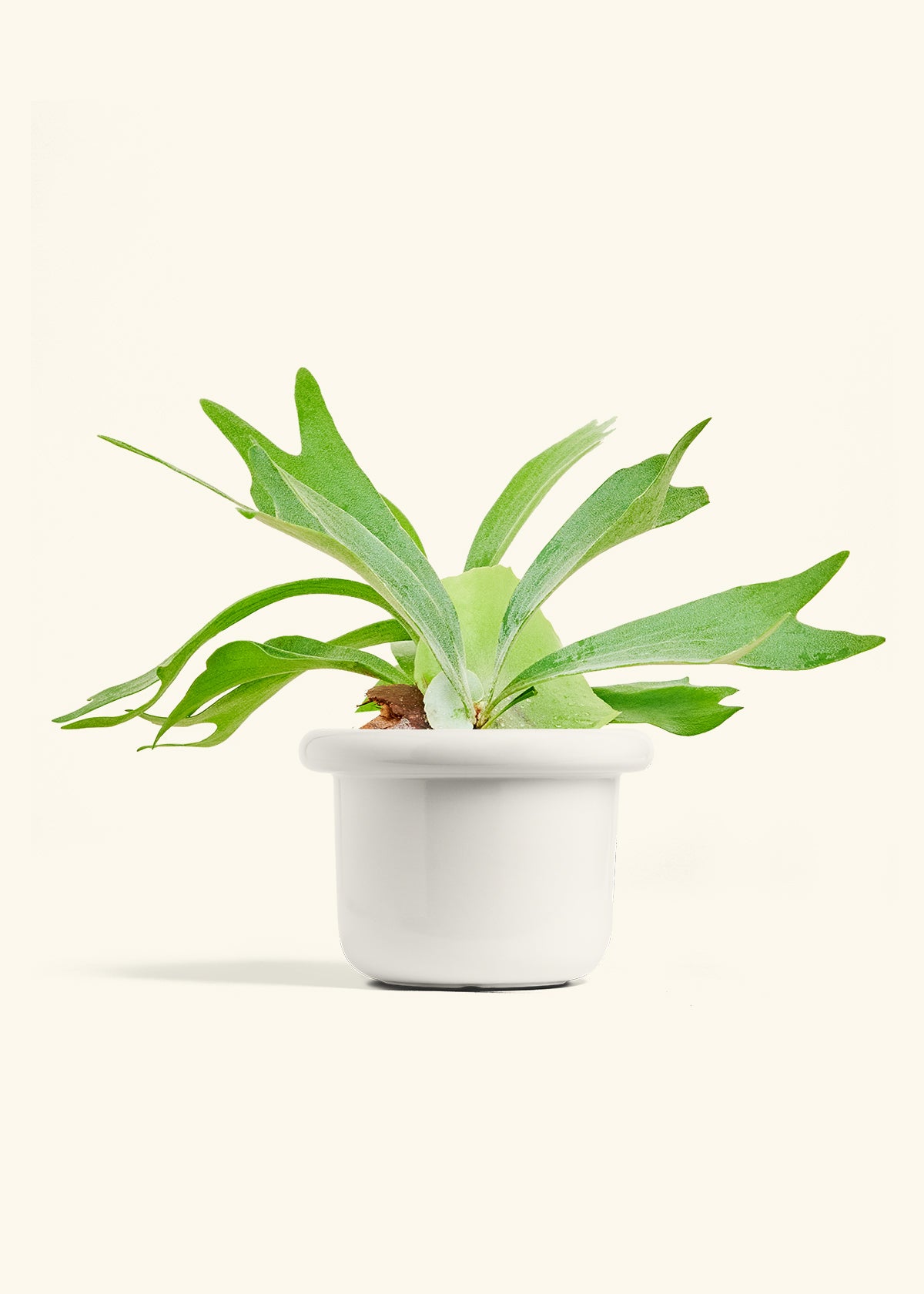 Staghorn Fern in a 6 inches Fat Lip White Planter 