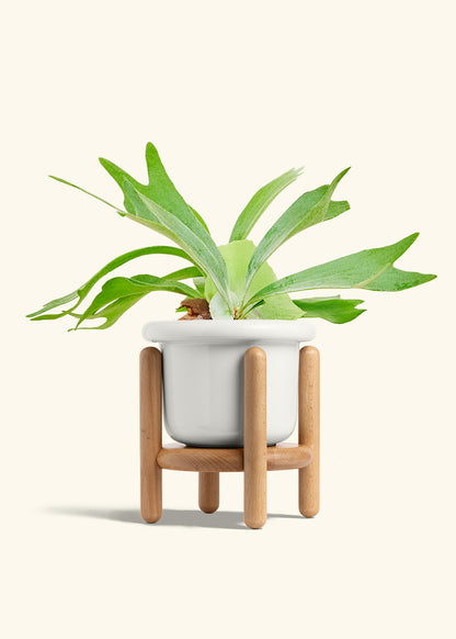 Staghorn Fern in a 6 inches Fat Lip White Planter in a Beech Wood Stand