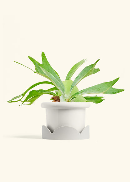 Staghorn Fern in a 6 inches Fat Lip White Planter in a Oat Petal Drip Tray