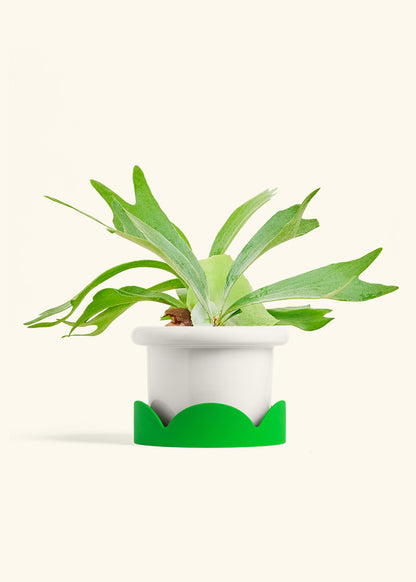 Staghorn Fern in a 6 inches Fat Lip White Planter in a Shamrock Petal Drip Tray