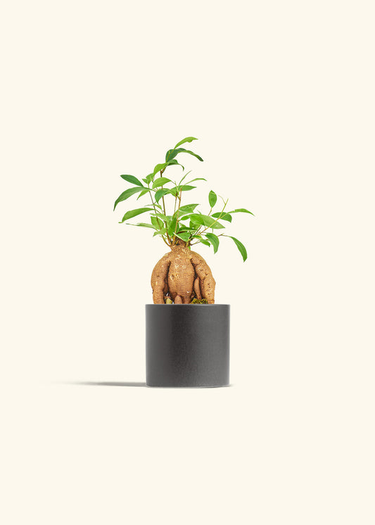 Small Ficus Ginseng in a 4 inches Charcoal Classic Cylinder Planter 