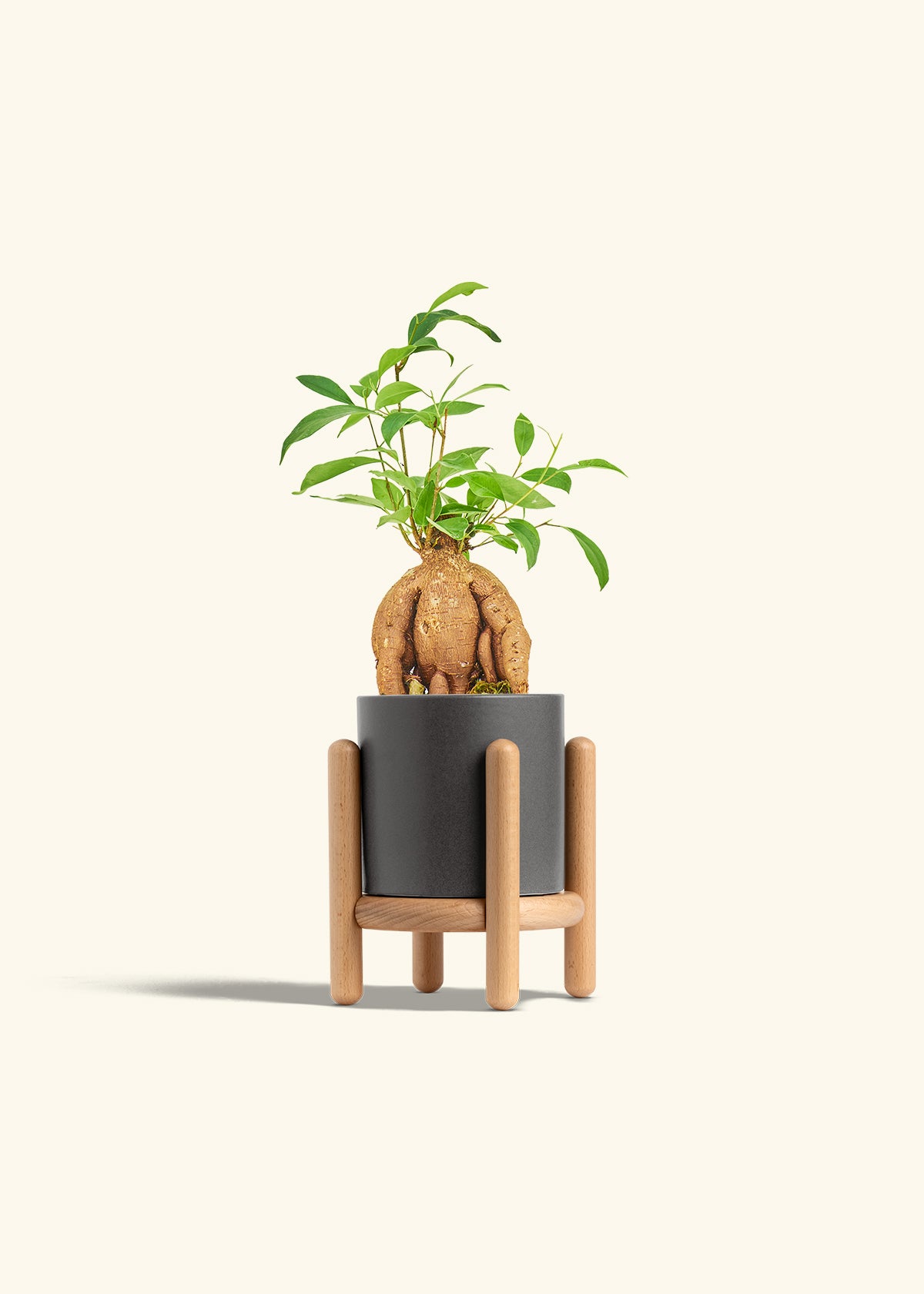 Small Ficus Ginseng in a 4 inches Charcoal Classic Cylinder Planter in a Oat Petal Drip Tray
