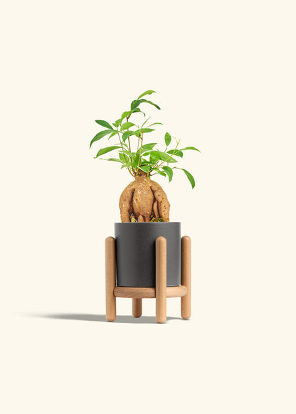 Small Ficus Ginseng in a 4 inches Charcoal Classic Cylinder Planter in a Oat Petal Drip Tray