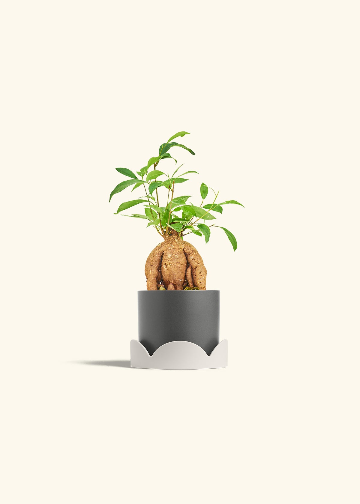 Small Ficus Ginseng in a 4 inches Charcoal Classic Cylinder Planter in a Beech Wood Stand