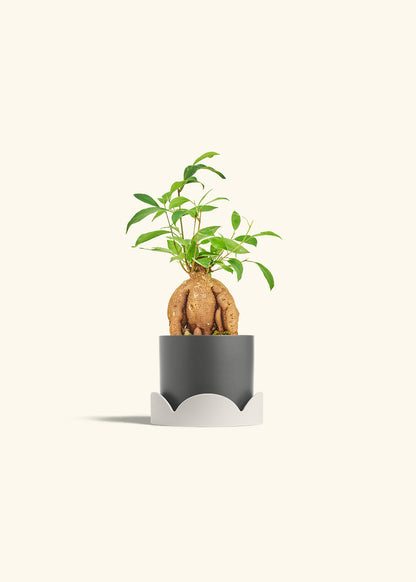 Small Ficus Ginseng in a 4 inches Charcoal Classic Cylinder Planter in a Beech Wood Stand