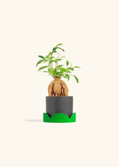 Small Ficus Ginseng in a 4 inches Charcoal Classic Cylinder Planter in a Shamrock Petal Drip Tray