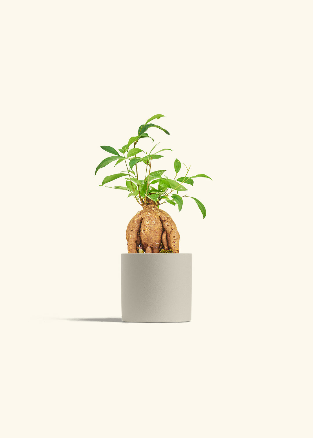 Small Ficus Ginseng in a 4 inches Oat Classic Cylinder Planter 