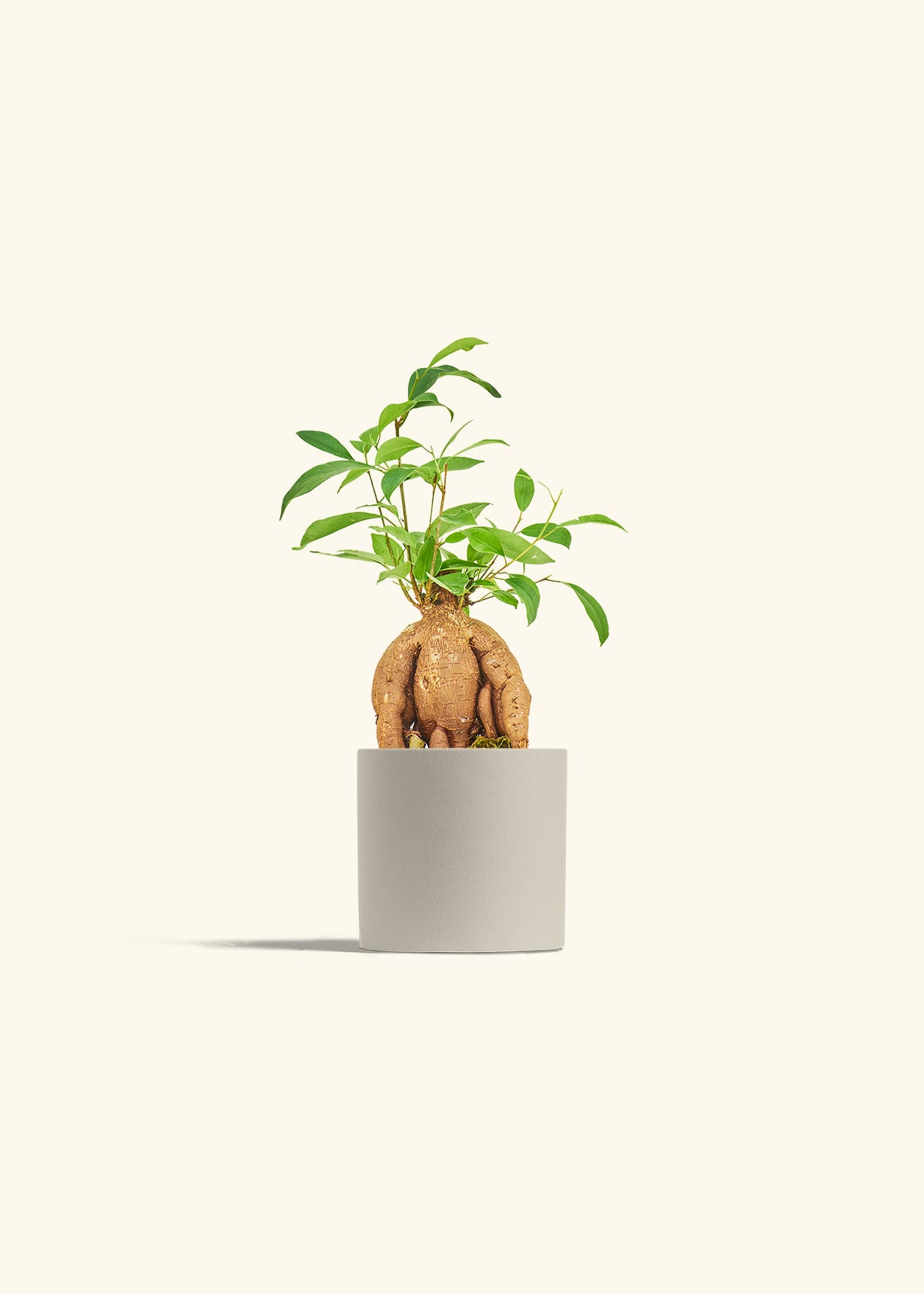 Small Ficus Ginseng in a 4 inches Oat Classic Cylinder Planter 