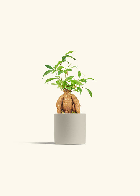 Small Ficus Ginseng in a 4 inches Oat Classic Cylinder Planter 