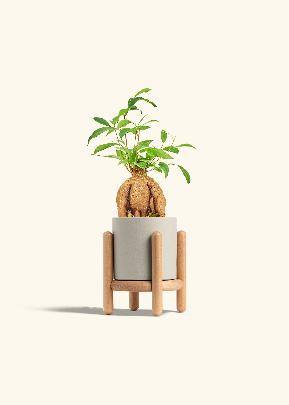 Small Ficus Ginseng in a 4 inches Oat Classic Cylinder Planter in a Beech Wood Stand