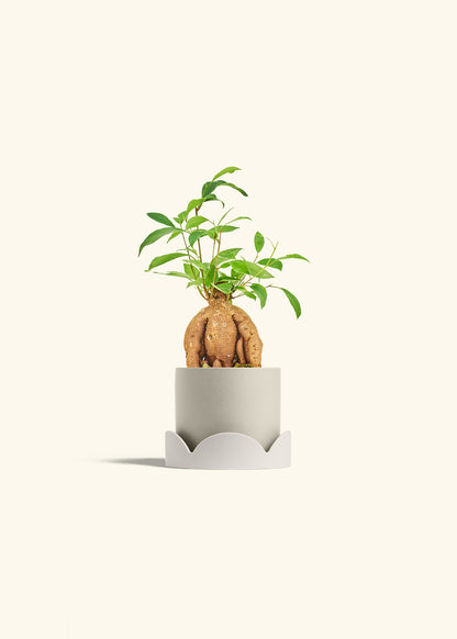Small Ficus Ginseng in a 4 inches Oat Classic Cylinder Planter in a Oat Petal Drip Tray