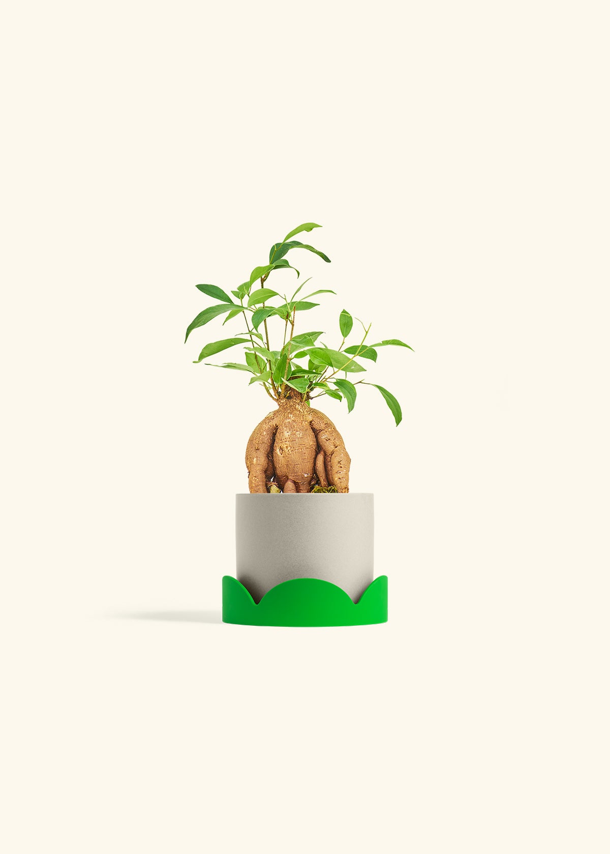 Small Ficus Ginseng in a 4 inches Oat Classic Cylinder Planter in a Shamrock Petal Drip Tray