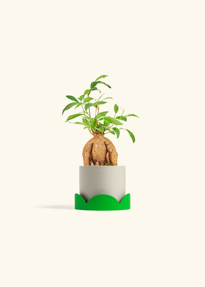 Small Ficus Ginseng in a 4 inches Oat Classic Cylinder Planter in a Shamrock Petal Drip Tray