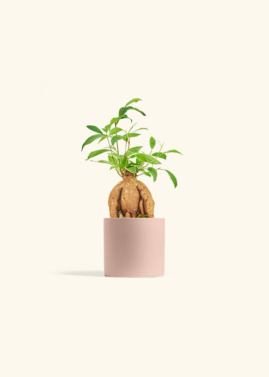 Small Ficus Ginseng in a 4 inches Pink Classic Cylinder Planter 