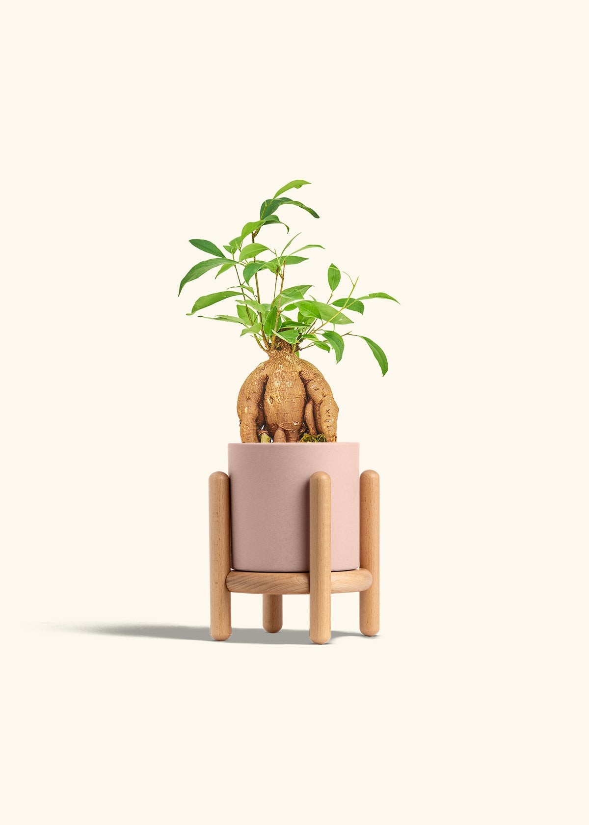 Small Ficus Ginseng in a 4 inches Pink Classic Cylinder Planter in a Beech Wood Stand