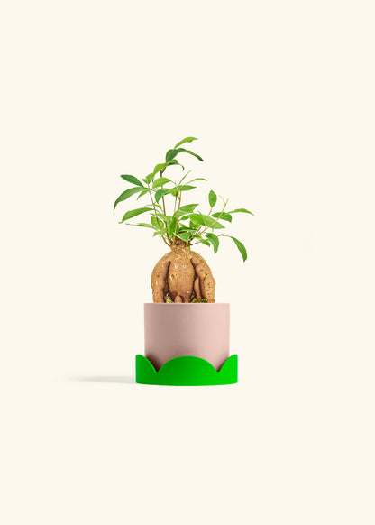 Small Ficus Ginseng in a 4 inches Pink Classic Cylinder Planter in a Shamrock Petal Drip Tray