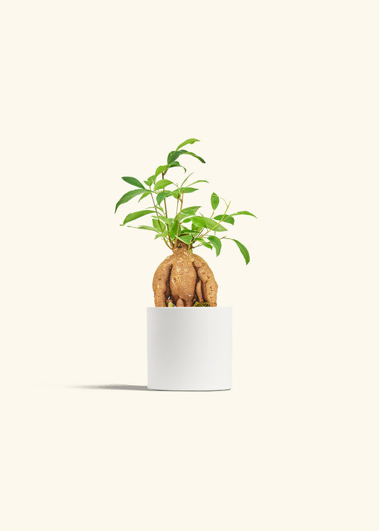 Small Ficus Ginseng in a 4 inches White Classic Cylinder Planter 
