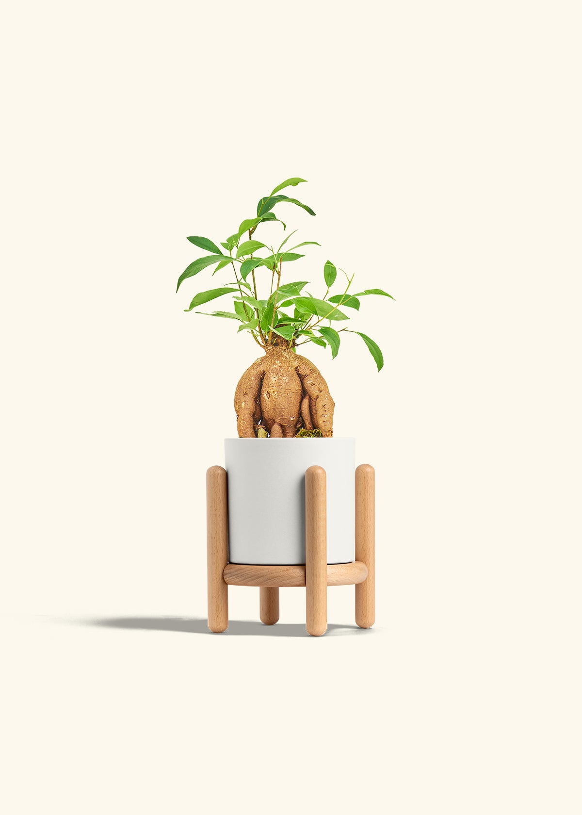 Small Ficus Ginseng in a 4 inches White Classic Cylinder Planter in a Beech Wood Stand