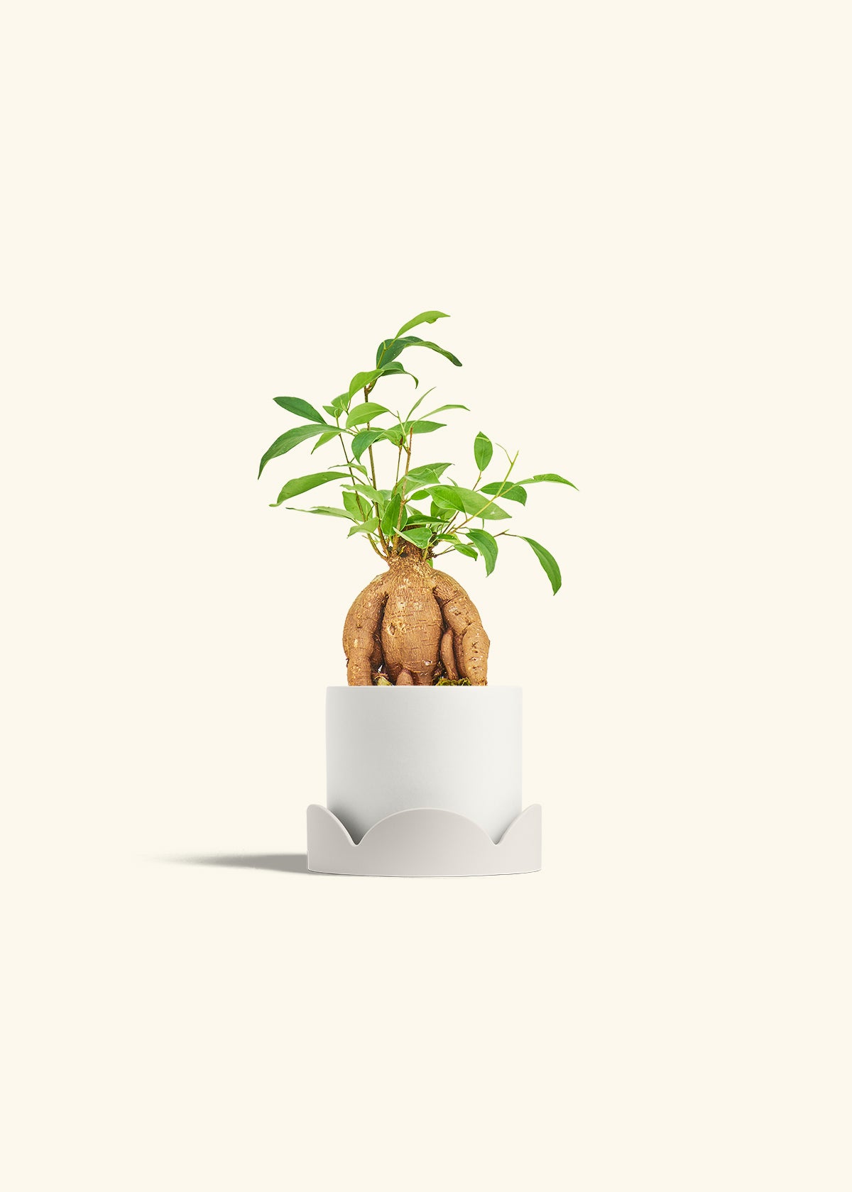 Small Ficus Ginseng in a 4 inches White Classic Cylinder Planter in a Oat Petal Drip Tray