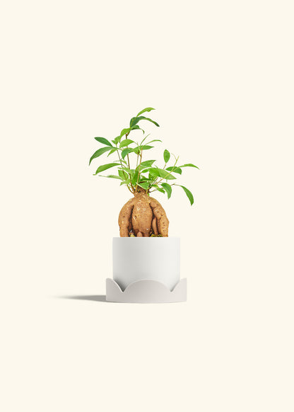 Small Ficus Ginseng in a 4 inches White Classic Cylinder Planter in a Oat Petal Drip Tray