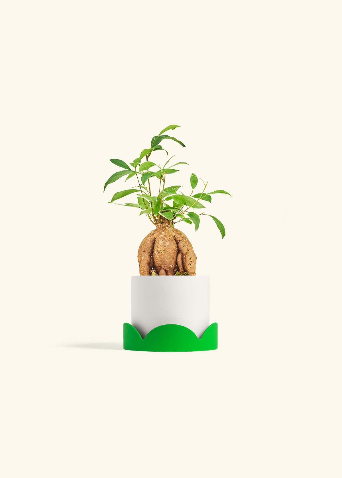 Small Ficus Ginseng in a 4 inches White Classic Cylinder Planter in a Shamrock Petal Drip Tray