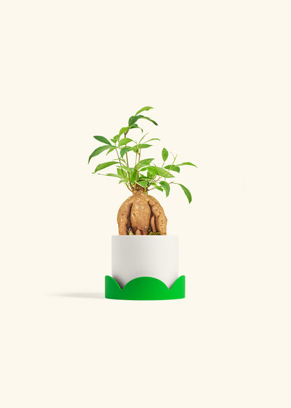 Small Ficus Ginseng in a 4 inches White Classic Cylinder Planter in a Shamrock Petal Drip Tray