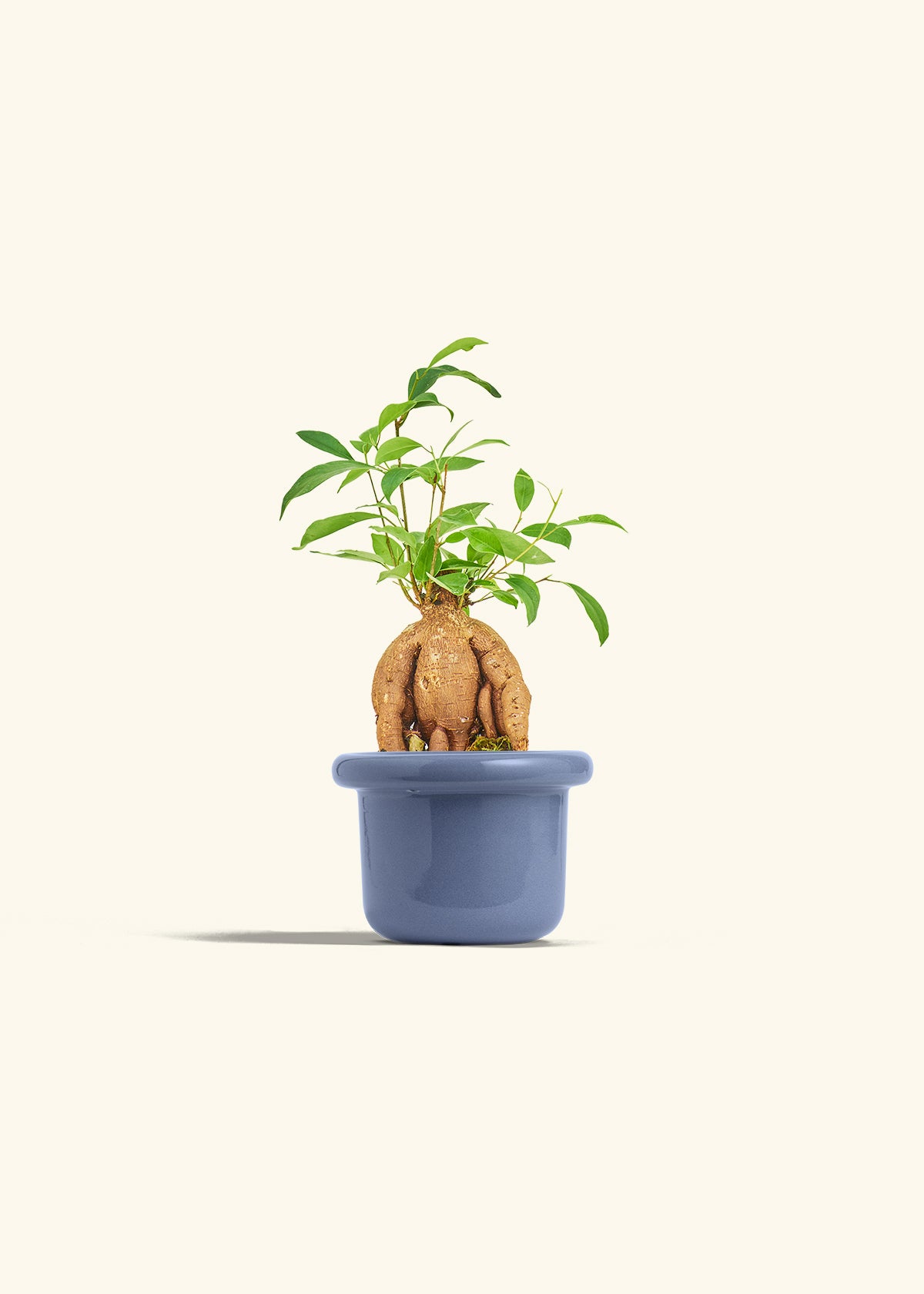 Small Ficus Ginseng in a 4 inches Fat Lip Blue Planter 