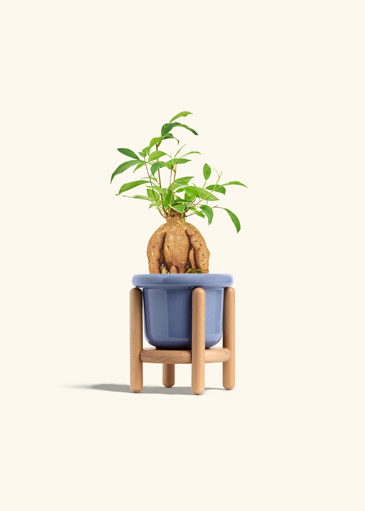 Small Ficus Ginseng in a 4 inches Fat Lip Blue Planter in a Beech Wood Stand
