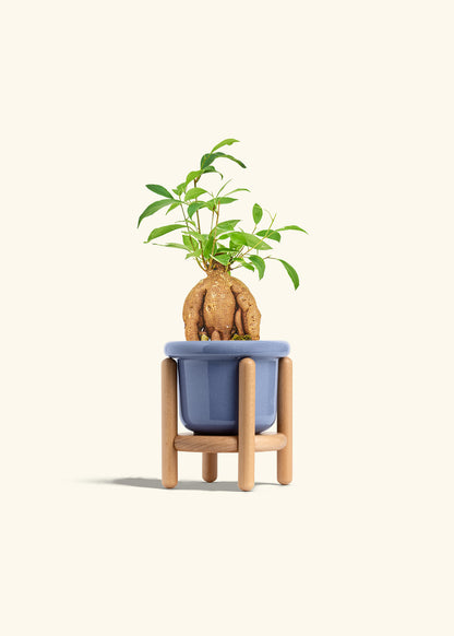 Small Ficus Ginseng in a 4 inches Fat Lip Blue Planter in a Beech Wood Stand