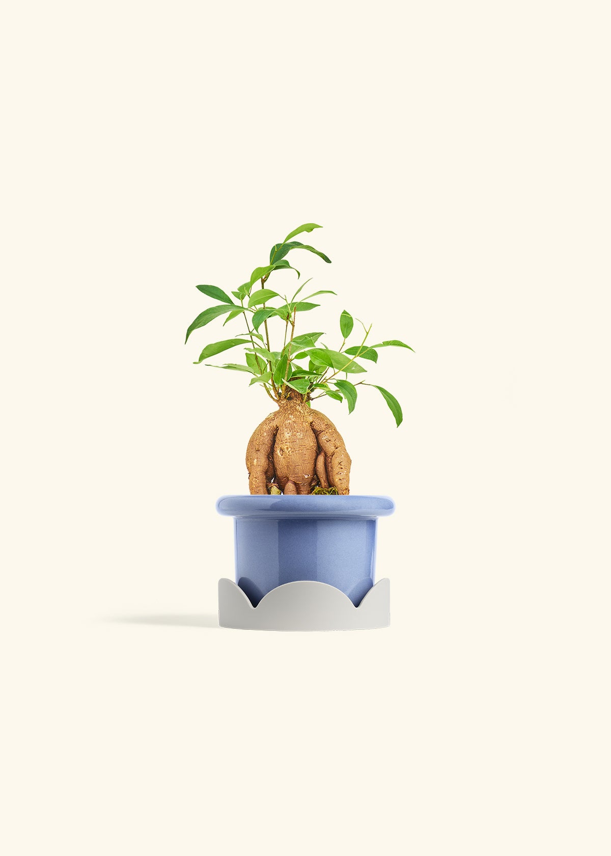 Small Ficus Ginseng in a 4 inches Fat Lip Blue Planter in a Oat Petal Drip Tray
