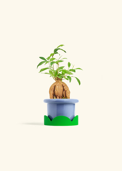 Small Ficus Ginseng in a 4 inches Fat Lip Blue Planter in a Shamrock Petal Drip Tray