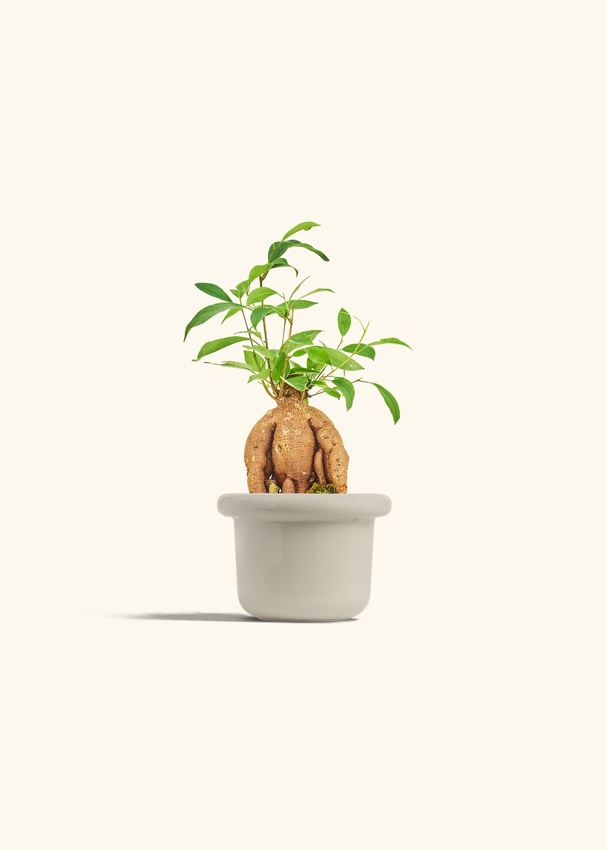Small Ficus Ginseng in a 4 inches Fat Lip Oat Planter 