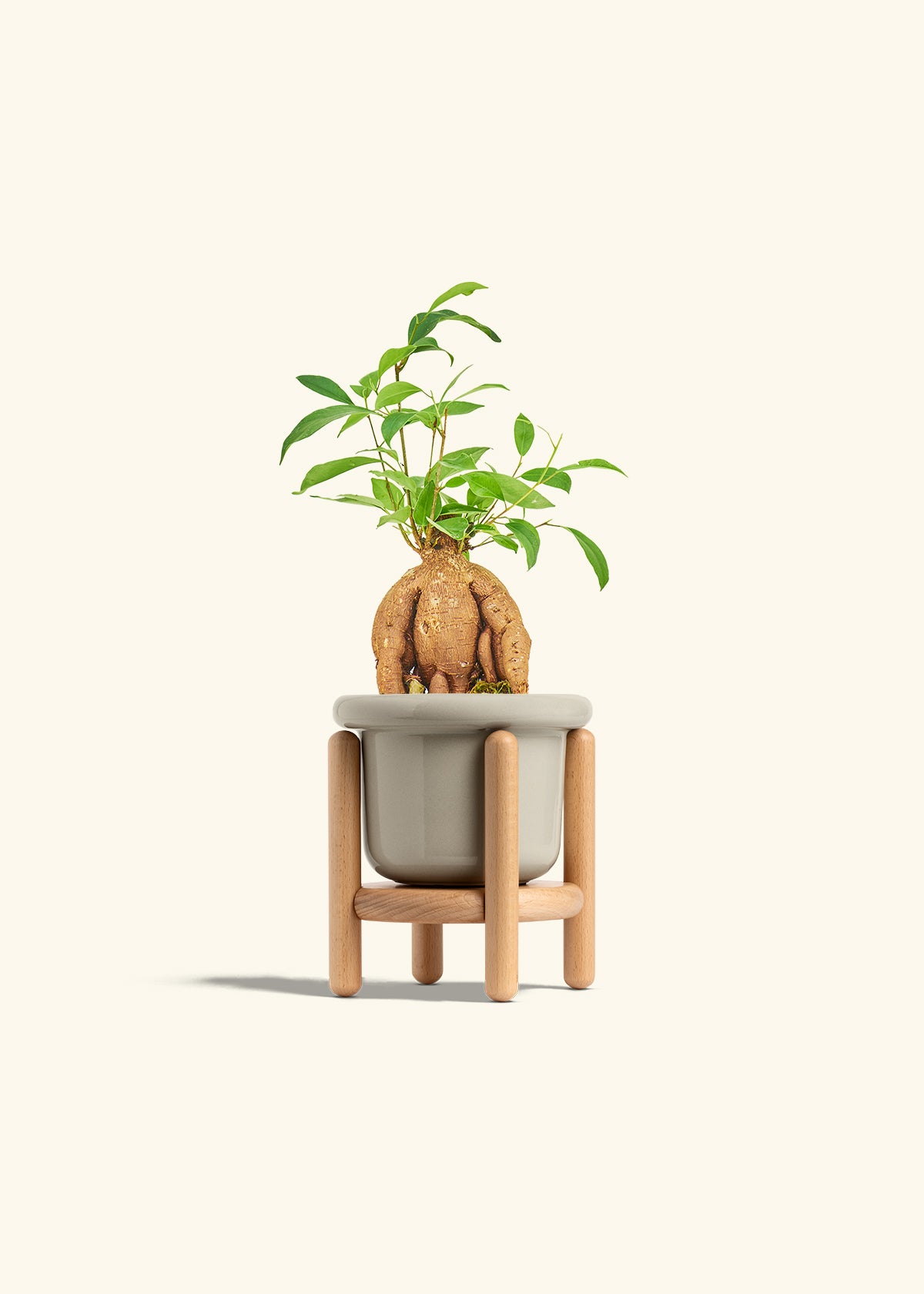 Small Ficus Ginseng in a 4 inches Fat Lip Oat Planter in a Beech Wood Stand
